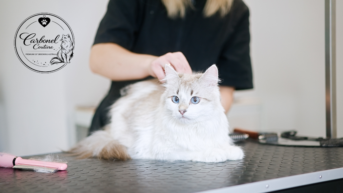 Talcum Powder vs Professional Brushing Powder: What It’s Really Doing to Your Cat’s Coat